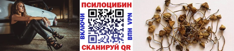 Псилоцибиновые грибы Psilocybe Чекалин